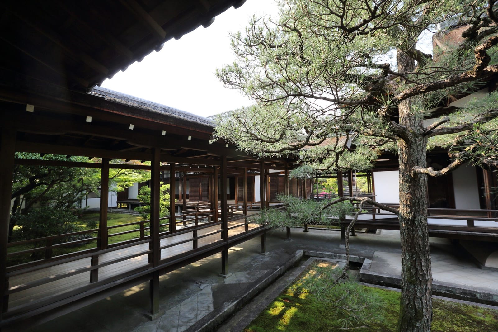 紅葉に囲まれた京都の寺院で、木造の回廊が松の中庭を取り囲んでいる様子